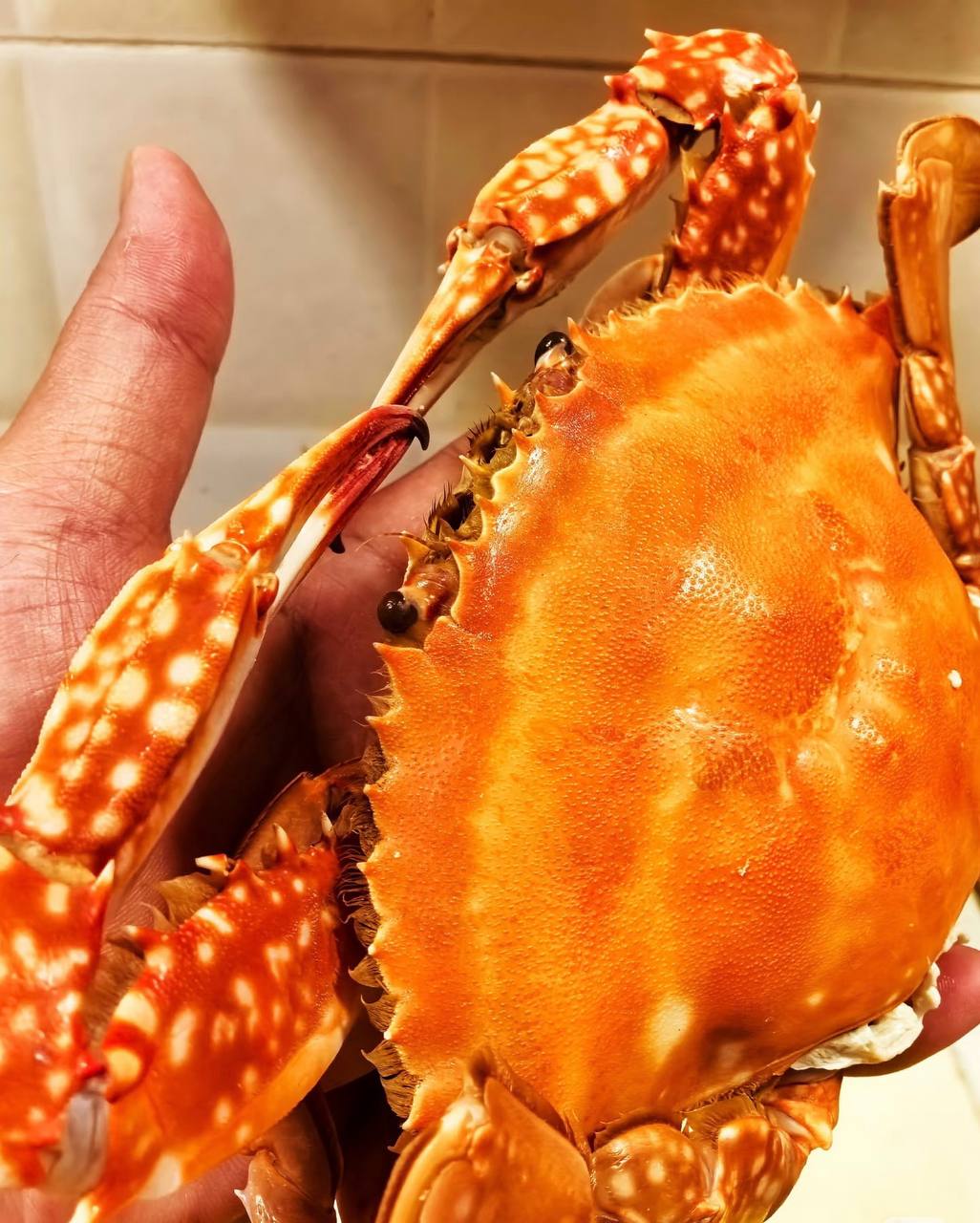 Superior Jumbo Swimming Crab: Bursting with Rich, Creamy Roe and Tomalley