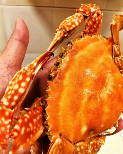 Superior Jumbo Swimming Crab: Bursting with Rich, Creamy Roe and Tomalley