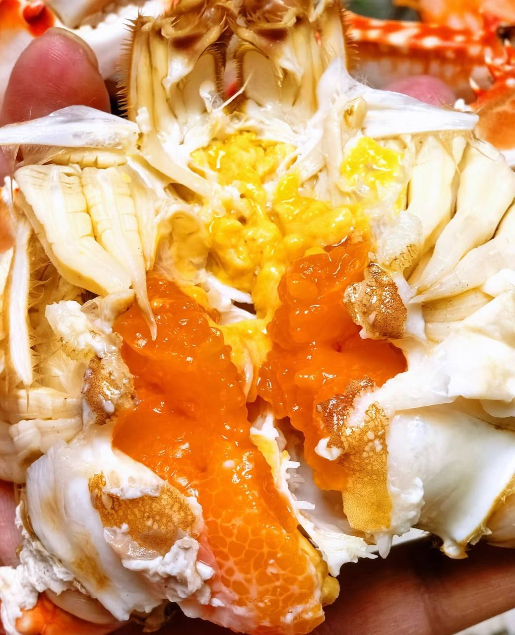 Superior Jumbo Swimming Crab: Bursting with Rich, Creamy Roe and Tomalley